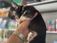 Egzotik Black And Tan Fullfy Taşıyıcı Erkek French Bulldog