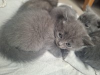 Yavru kedi