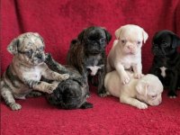 Egzotik Renk Pug Mops Yavruları