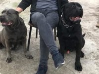 Cane corso sağlıklı yavrular