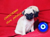 PUG mops safkan yavrular