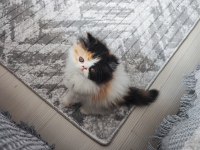 ÜST KALİTE 0 BURUN İRAN KEDİSİ BEBEKLER