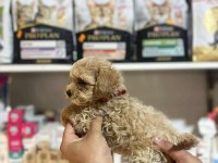 EFSANE GÜZELLİKTE HİPOALERJENİK TEACUP MALTİPOO
