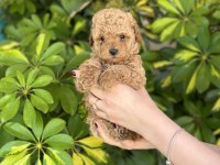 TOY POODLE YAVRULARIMIZ