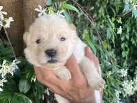 Ayıcık chow chow köpekler