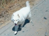 3 yaşında erkek samoyed