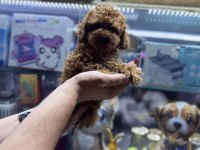 Toy poodle 5 aylık DİŞİ WC eğitimli 1KG