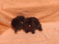 Hollanda teddy lop tavşanı
