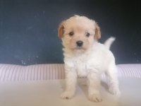 Muhteşem safkan maltipoo bebişler