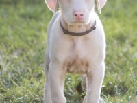 Albino doberman köpeği