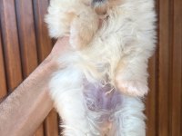 Korean Teacup Pomeranian Boo