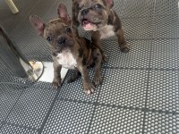 Teslime hazır french bulldog yavrularımız