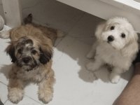 Teslime Hazır Maltipoo
