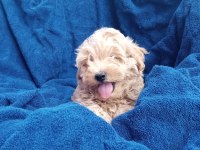 POODLE GİBİ SEVİMLİ MALTIPOO BEBEKLERİMİZ