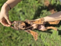 A Kalite Safkan Kızıl Doberman Yavrular