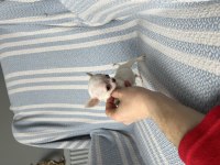 Micro Teacup Ukrayna Kan Mükemmel Anatomi Yavrular