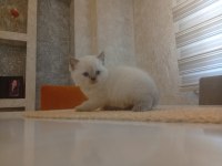 Beyaz British Shorthair Prens