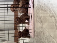 Güzel ve sağlıklı poodle bebekler