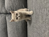 British Shorthair dişi erkek bebeklerimiz