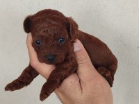 Bebek Yüzlü Poodle