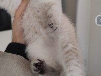Sağlıklı pofuduk scottish fold yavrularımız teslime hazır
