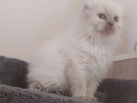 SCOTTISH FOLD ERKEK açıklamayı lütfen okuyunuz