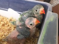 El Besleme Bebek Pakistan Papağanları