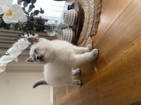 YAVRU KEDİLER