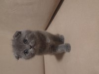 Scottish fold dişi kedimiz
