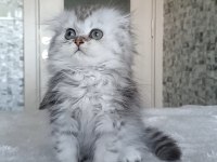 Aslan parçası british longhair