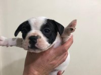 55 günlük french bulldog