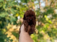 Poodle kıvırcıklarımız yeni ailelerini bekliyor