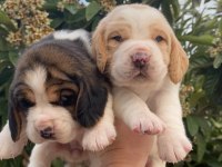 Üst kalite beagle yavrular