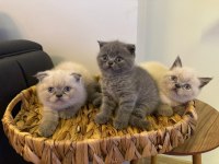 Blue point british shorthair