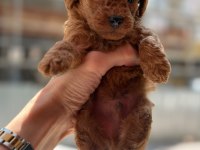 Orjinal Toy Poodle Yavrularımız