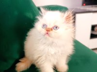 Sevimli pofuduk İran persian kız erkek yavrularımız