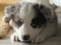 Çok iyi border collie yavruları İstanbul
