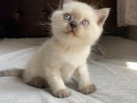 YAVRU BRITISH SHORTHAIR BLUEPOINT