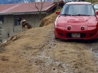 Erkek kangal köpeği açıklamayı okuyunuz