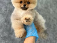 Ayı surat teddy boo yavrular