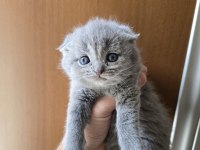 Teslime hazır british shorthair kedisi