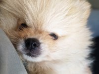 Pomeranian Boo Erkek 2.5 Aylık Surat