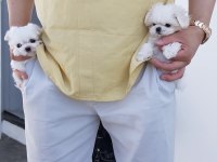 Maltese Terrier Xs Sıfır Numara Bebeklerim