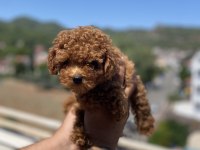 Kore orjinal teacup poodle