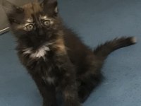 Sarman kedimize ailesini arıyoruz