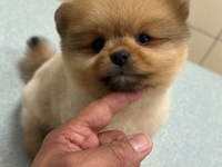 Pomeranian boo bebek köpekler