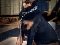 Çipli kimlikli rottweiler