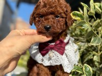 SEVİMLİ POODLE YAVRULARI