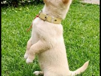 Minyatür pinscher