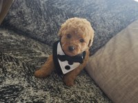 Toy Poodle Erkek Kuyruksuz